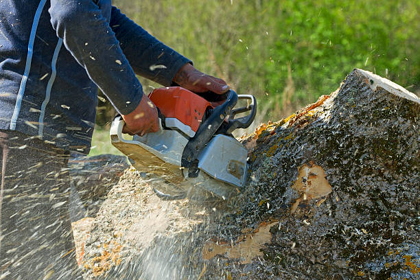 Best Emergency Storm Tree Removal  in Lake Riverside, CA